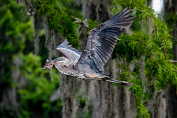 Great Blue Heron with a catch