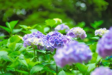 アジサイ　紫陽花　あじさい
