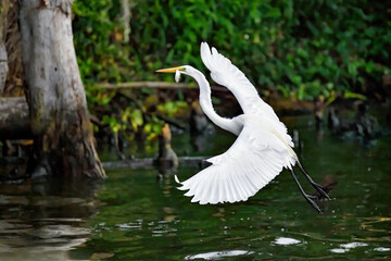 Great egret