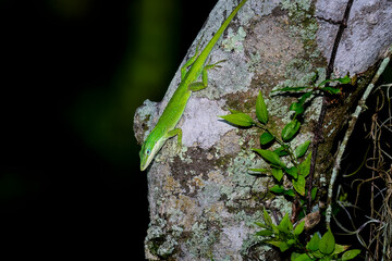 Green anole