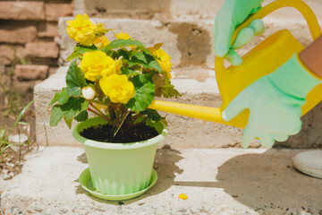 woman watering begonia flowers in a pot close-up. Home plants, green house, lifestyle. © inna717