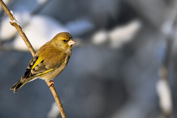 Greenfinch in winter