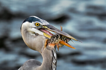 Great blue heron has got fine dinner.