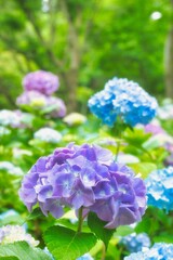 アジサイ　紫陽花　あじさい
