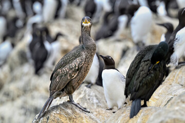 European shag