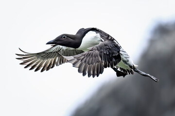 Common guillemot in flight
