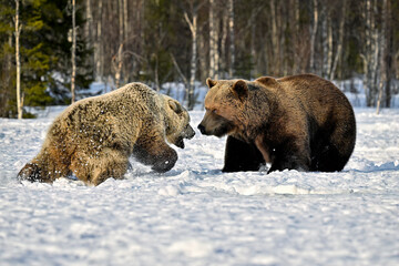 Obraz premium Bear mom defends its cubs from a male bear