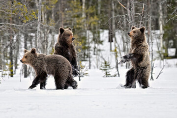 Obraz premium Bear cubs standing and observing on the snow