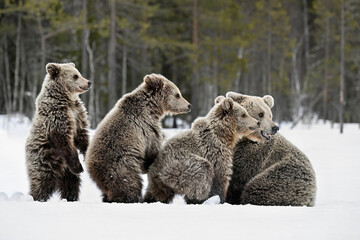 Bear family in springtime on the snow