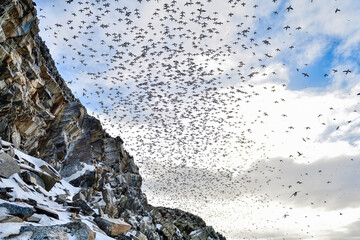 When sky is filled-up with guillemots