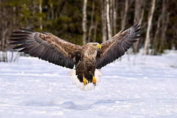 White-tailed eagle landing