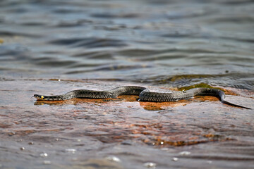 Grass snake basking on the rock