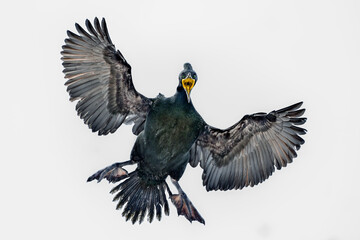 European shag