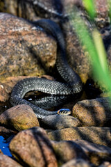 Fototapeta premium Grass snake on the shore