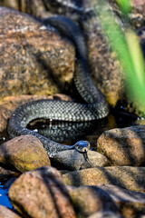 Grass snake on the shore
