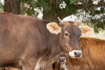 horned cow in the pasture