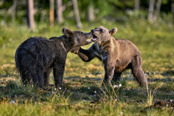 Brown bear yearlings