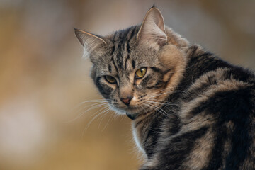 Fototapeta premium portrait of a cat