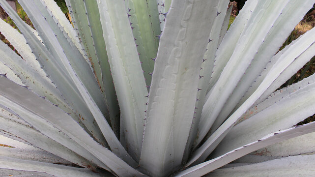 Acercamiento a pencas de maguey.
