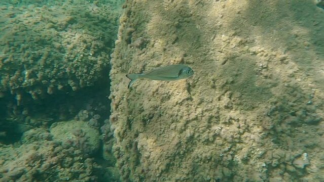 Close up underwater view of gilthead sea bream fish swimming in clear seawater on rocky seabed. Slow-motion