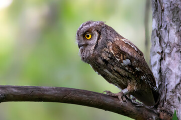 Owl. Eurasian Scops Owl. (Otus scops). Green nature background.