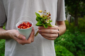 a young farmer holds in his hands a miniature bucket with red berries and a bouquet of leaves and flowers of strawberry garden against the background of beds on a garden plot in summer close-up © Irina