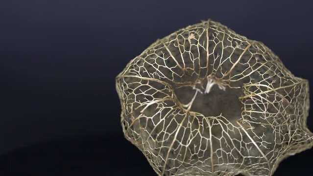 Physalis peruviana from dried as a skellet but decorative