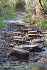 Wood pavers in forest trail