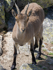 Cabra montesa en la Sierra de Guadarrama