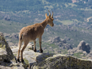Cabra montesa en la Sierra de Guadarrama