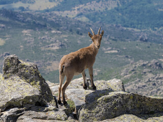 Cabra montesa en la Sierra de Guadarrama