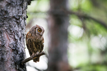 Owl. Eurasian Scops Owl. (Otus scops). Green nature background.