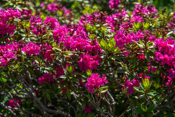 Primavera in Valle Ellero, tra laghi, vette  e rododendri in fiore (Mondovì – Cuneo)