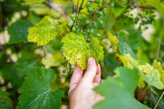Diseased vine leaves and drying fruit on racemes. Prevention and treatment of fungal diseases