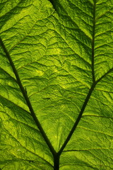 Fototapeta na wymiar Backlighted large green leaf abstract