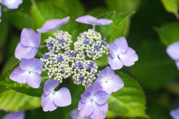 アジサイ　紫陽花　あじさい
