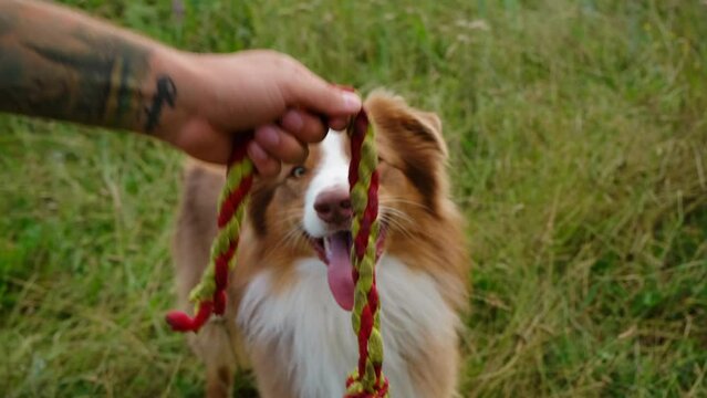 Australian Shepherd plays with the owner, bites the soft rope and tries to take it away. Brown aussie dog pulls and nibbles toy. Active walk with a pet in a summer park at sunset. Wide-angle view
