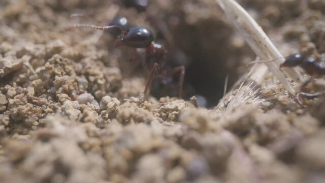 Close up footage of ants