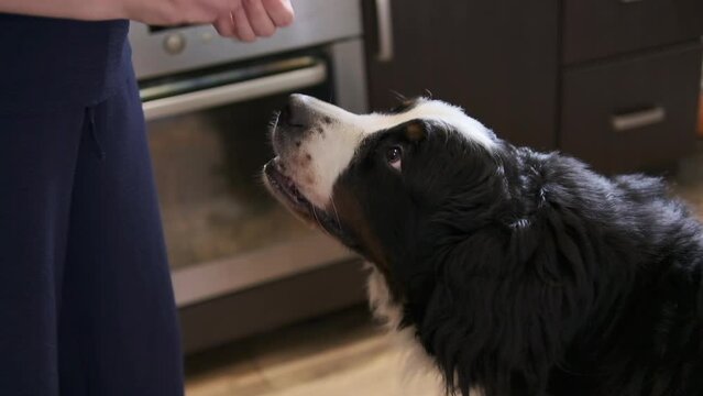 Woman giving pill to cute Bernese mountain dog at home, closeup. Vitamins for animal