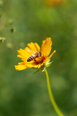 Bee on yellow flower with green background