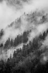 Fog through the trees