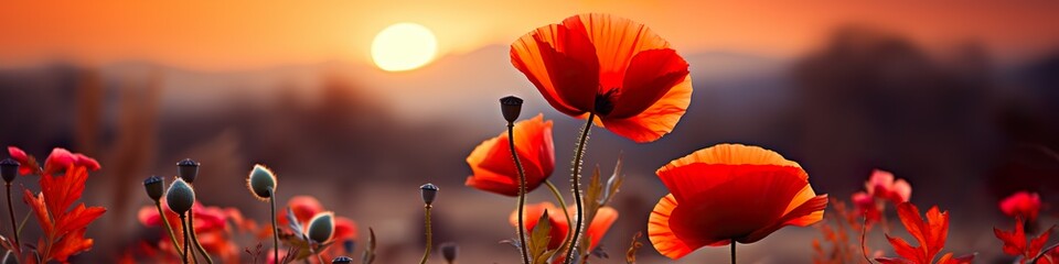 red poppies at sunset