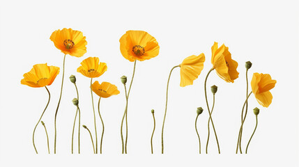 California yellow floral poppy flowers on white background AI Generated image - obrazy, fototapety, plakaty