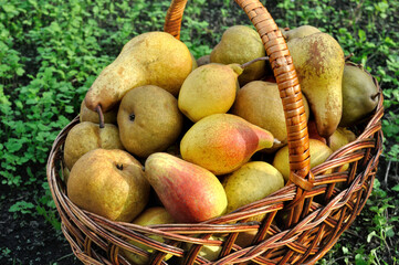 close-up of  freshly harvested ripe  organic  pears  in the garden
