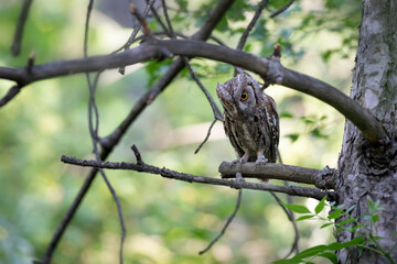 Owl. Eurasian Scops Owl. (Otus scops). Green nature background.