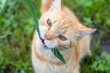 Red cat eats grass on a green background.