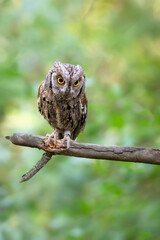 Owl. Eurasian Scops Owl. (Otus scops). Green nature background.