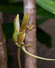 Male and female green anoles are mating outdoors on a brown plant trunk.