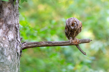 Owl. Eurasian Scops Owl. (Otus scops). Green nature background.