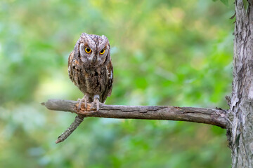 Owl. Eurasian Scops Owl. (Otus scops). Green nature background.